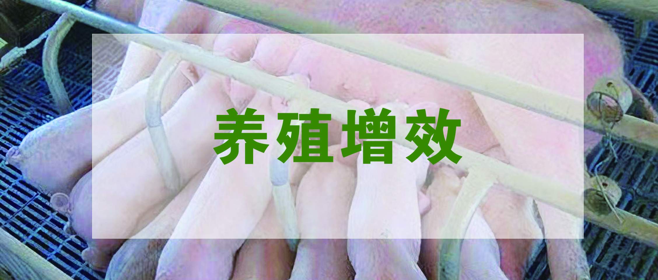 國家生豬產(chǎn)業(yè)技術(shù)體系發(fā)布：生豬養(yǎng)殖提質(zhì)增效降本技術(shù)指導(dǎo)意見